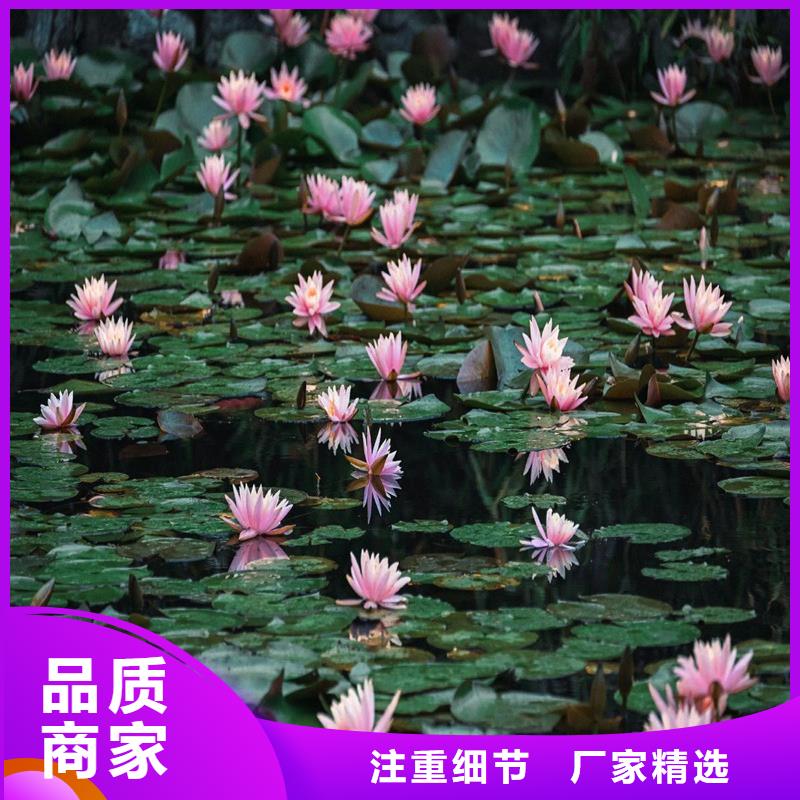 种植荷花苗-生产厂家