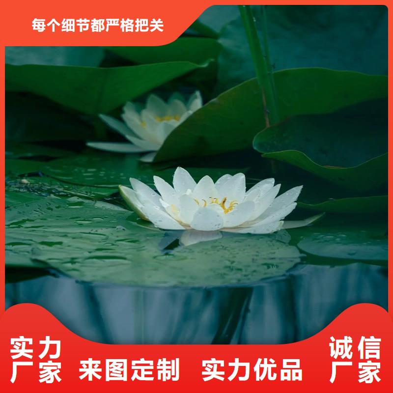 粉色荷花苗厂家价格合理