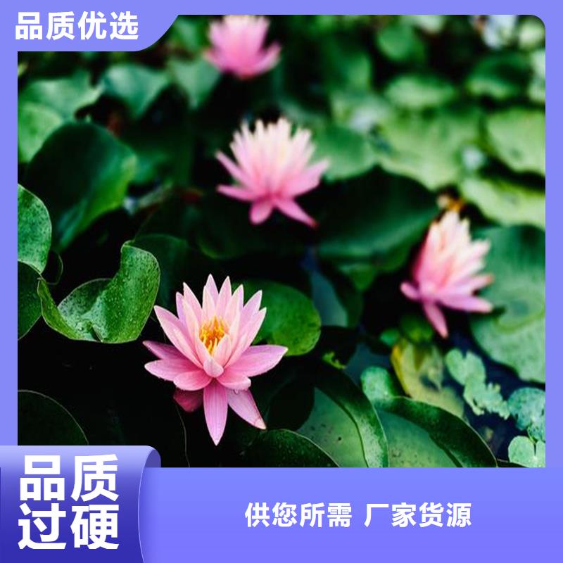 高品质水生植物供应商