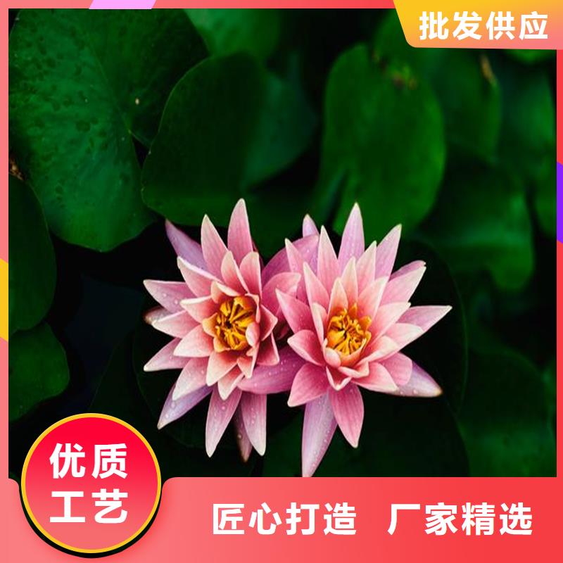 池塘荷花苗实力厂家