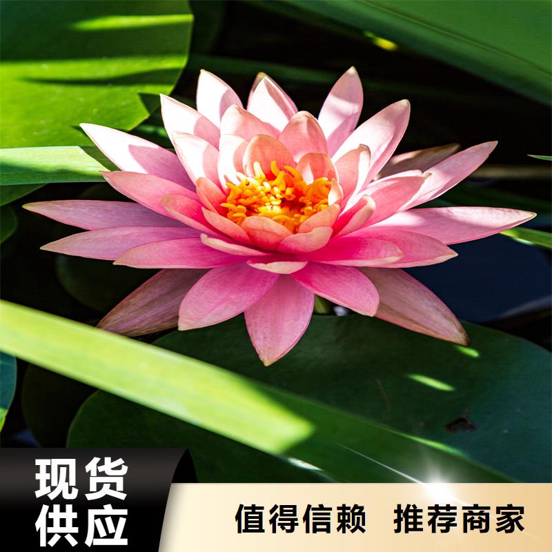 碗莲苗畅销全国