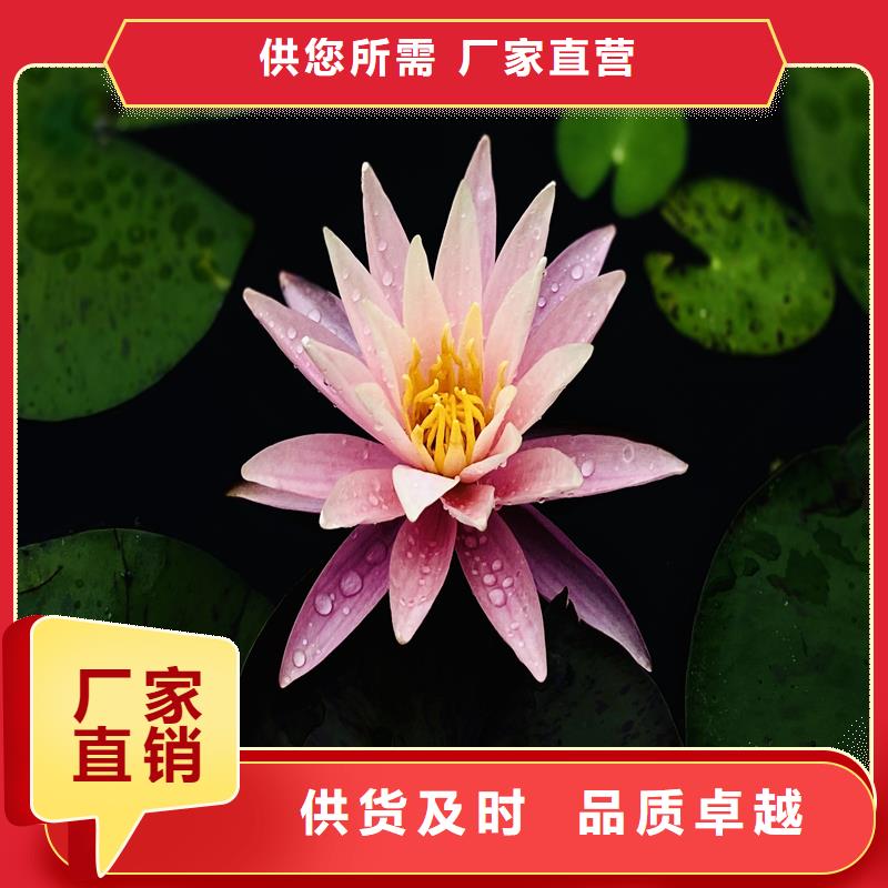 耐寒荷花苗薄利多销