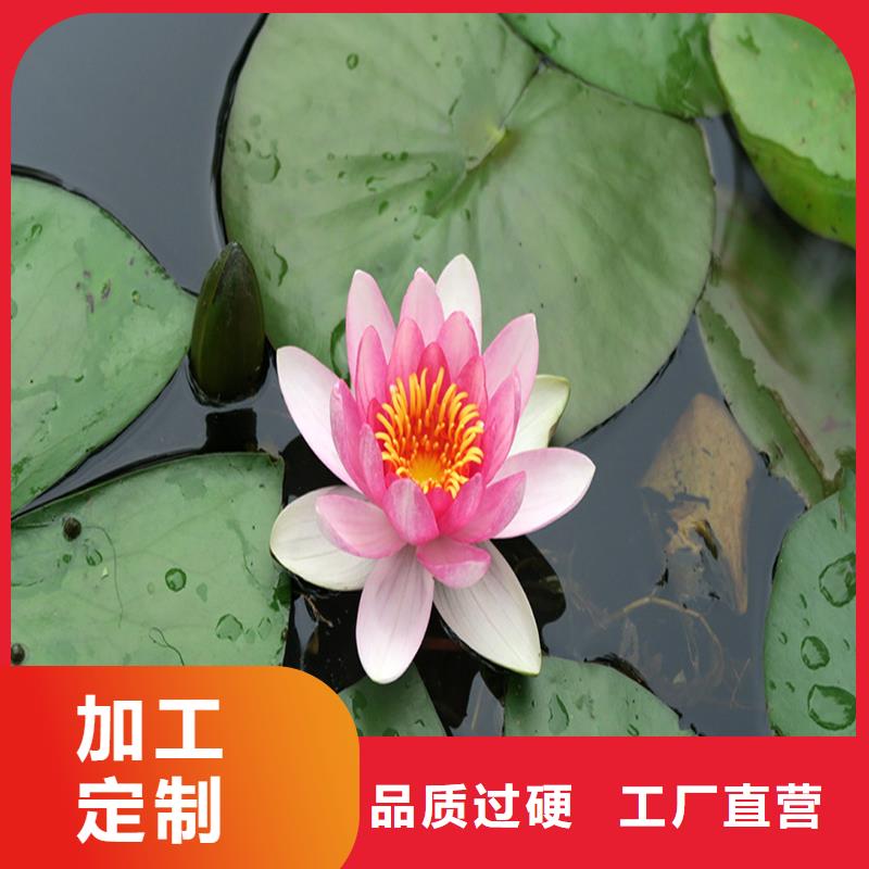 纯白荷花苗承接公司