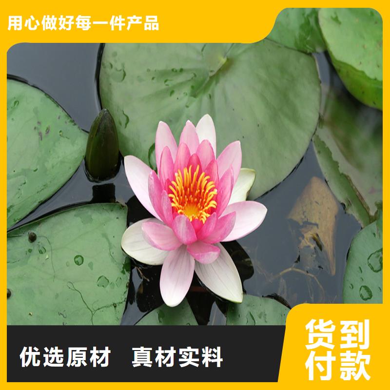 耐寒荷花苗-品质看得见