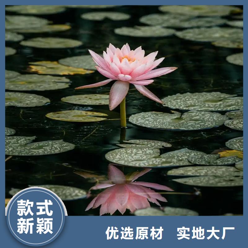 优惠的观赏荷花种苗品牌厂家