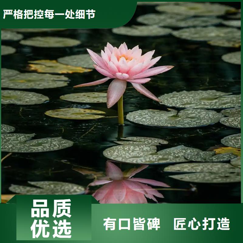 供应批发深水荷花苗-省心