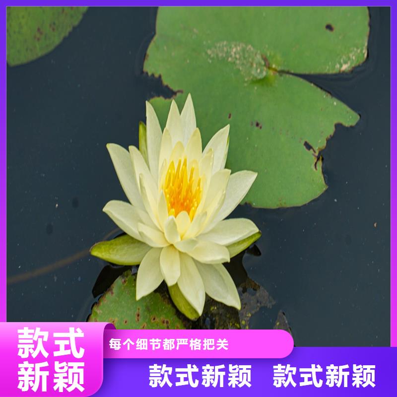 种植荷花苗-生产厂家