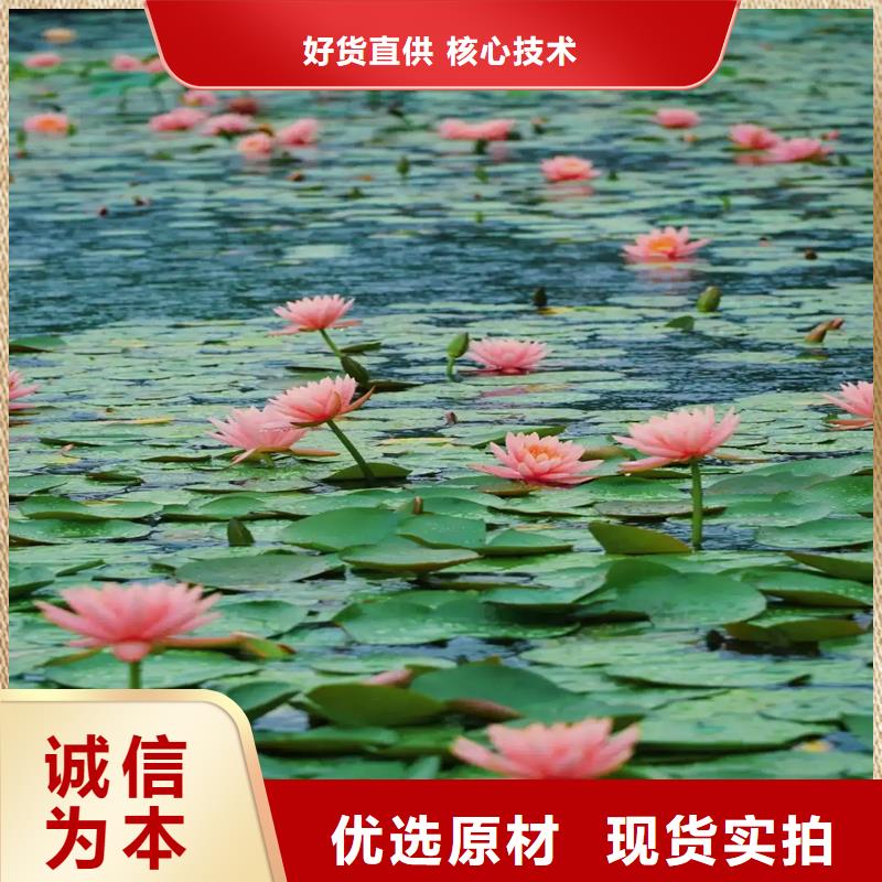 耐寒荷花苗薄利多销