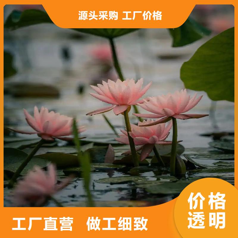 观赏荷花苗费用