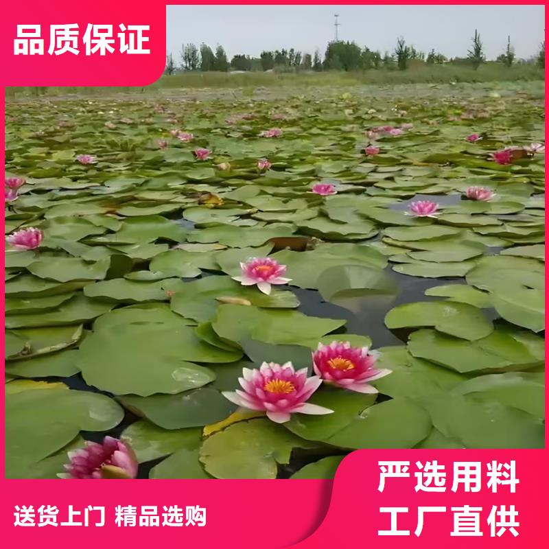 【图】睡莲苗批发