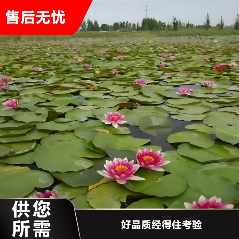 精品睡莲生产经验丰富