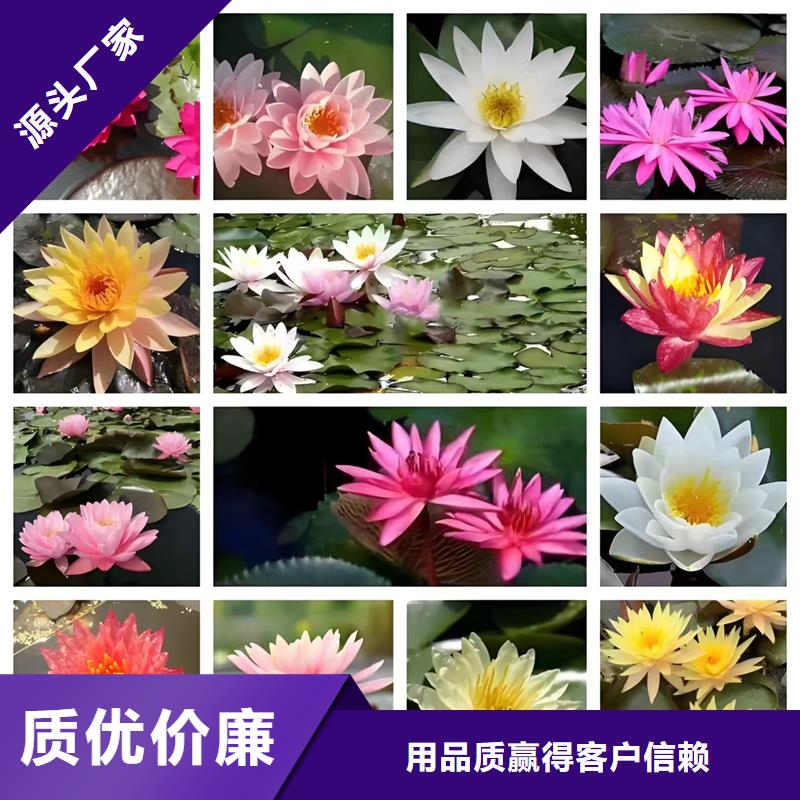 睡莲和荷花的区别-睡莲和荷花的区别基地