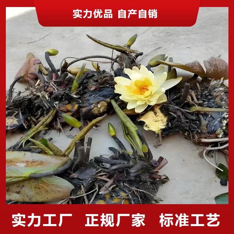 经验丰富的睡莲苗子睡莲的养殖方法和注意事项销售厂家