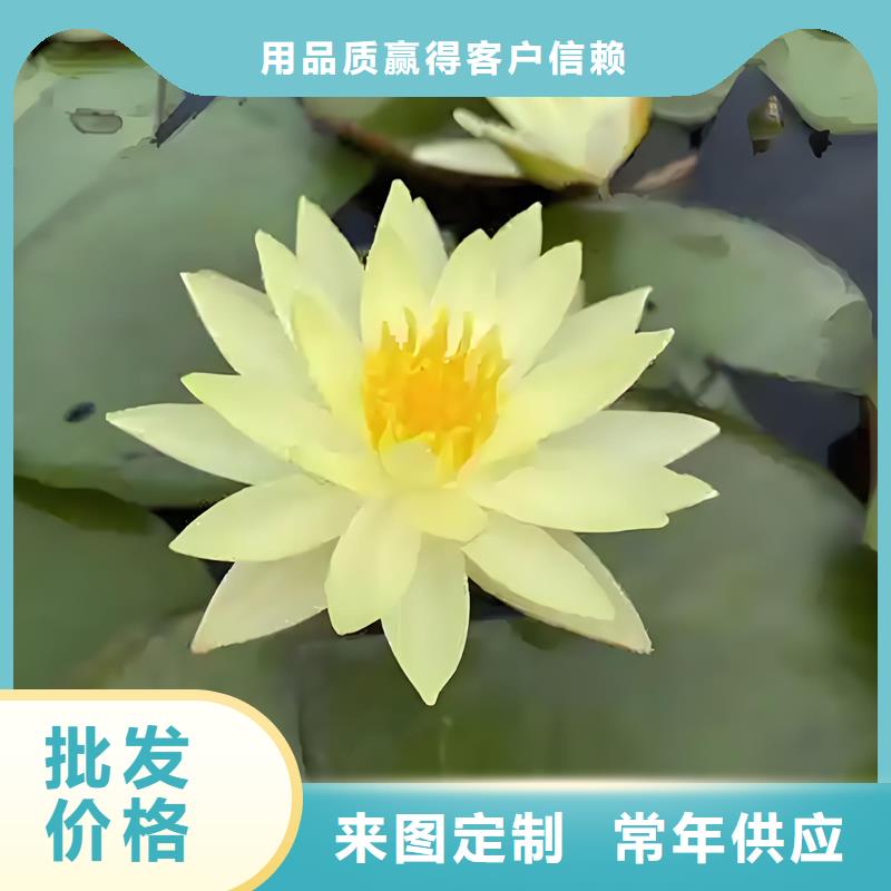 睡莲和荷花的区别-睡莲和荷花的区别基地