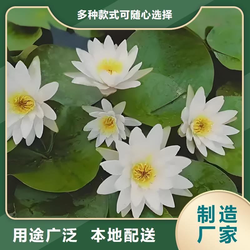 精品睡莲生产经验丰富