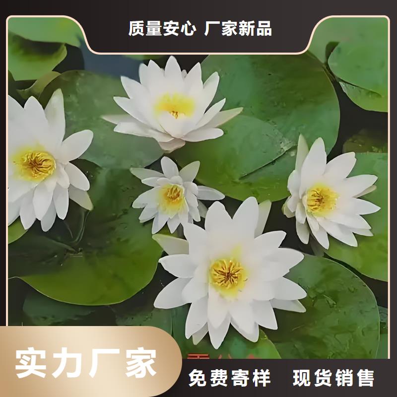 供应睡莲苗子睡莲的养殖方法和注意事项 睡莲苗子睡莲的养殖方法和注意事项批发