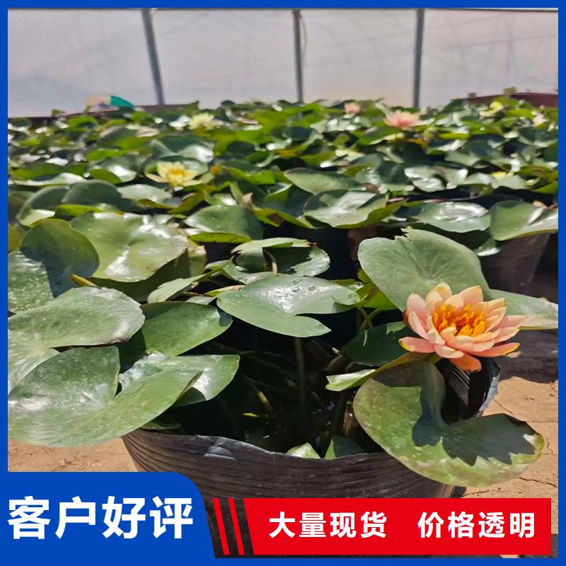睡莲冬天怎样过冬订制