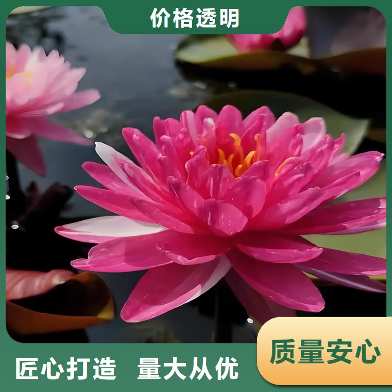 睡莲的花语和寓意厂家现货定做