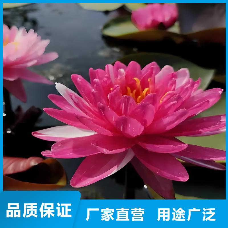 【图】睡莲苗批发