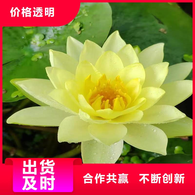 精品睡莲厂家资质齐全