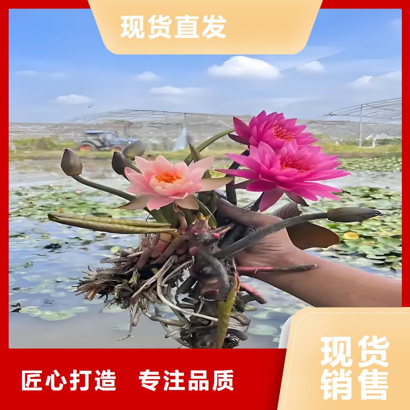 【图】睡莲苗批发