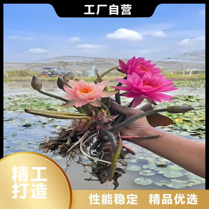 销售睡莲图片_诚信厂家