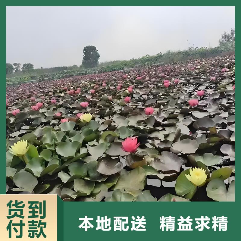 睡莲种苗上门施工
