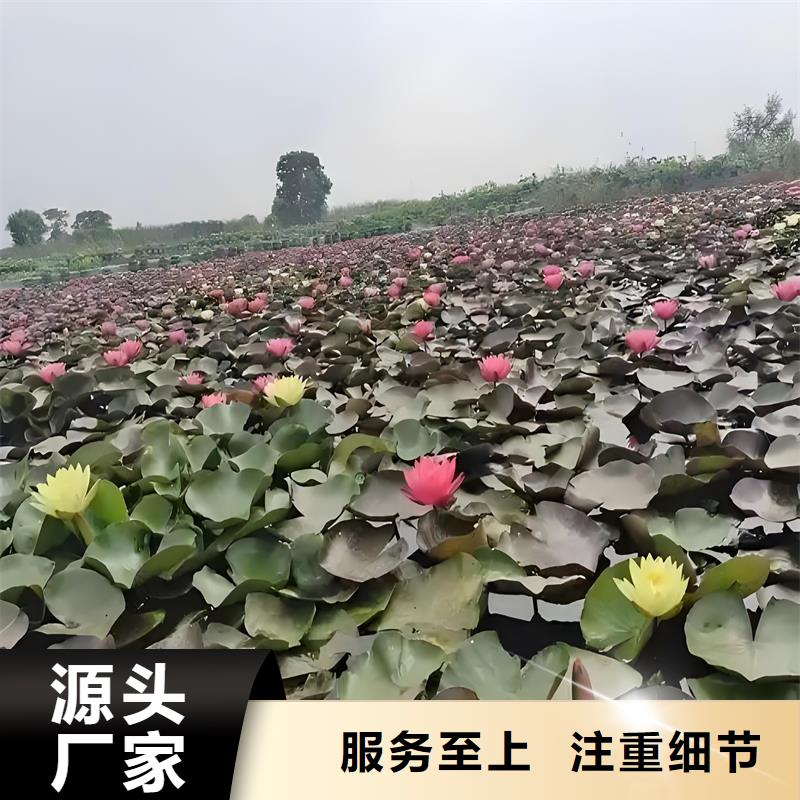 精品睡莲厂家资质齐全