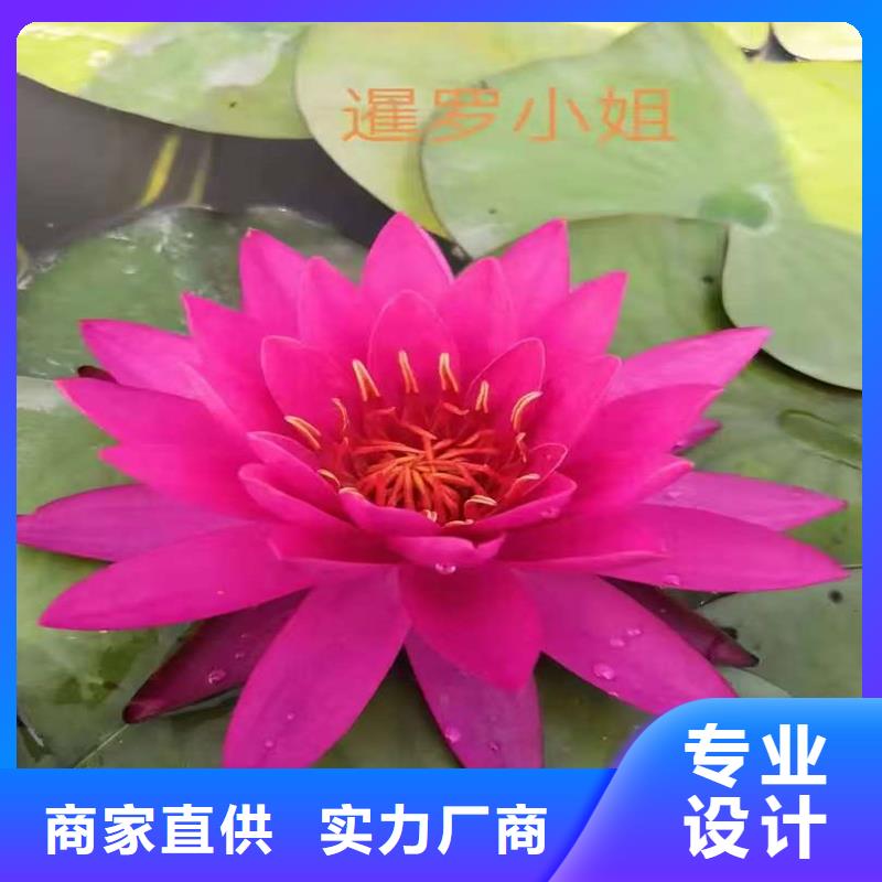 睡莲的花语和寓意常规货源充足