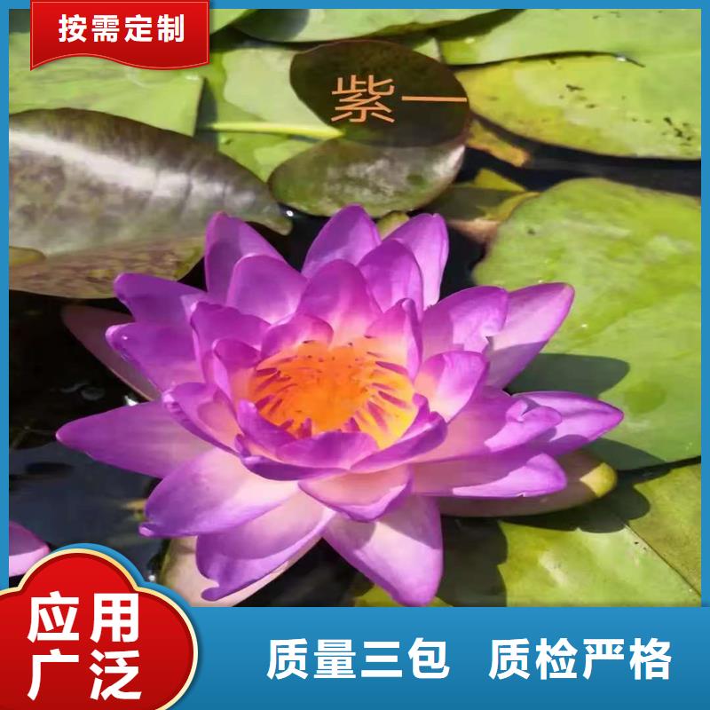 精品睡莲生产经验丰富