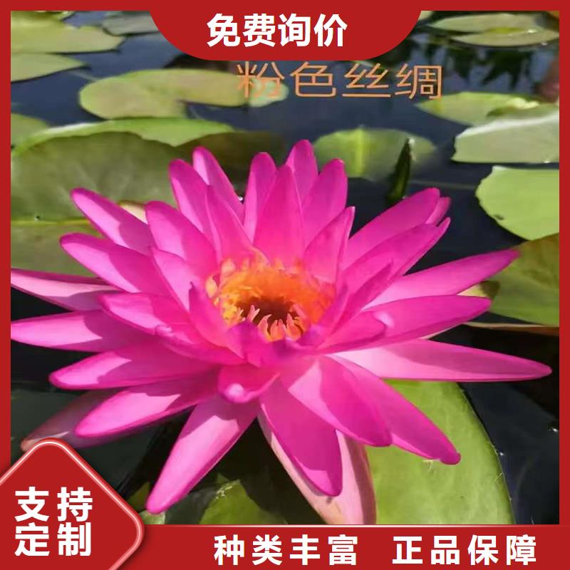 【图】睡莲苗批发