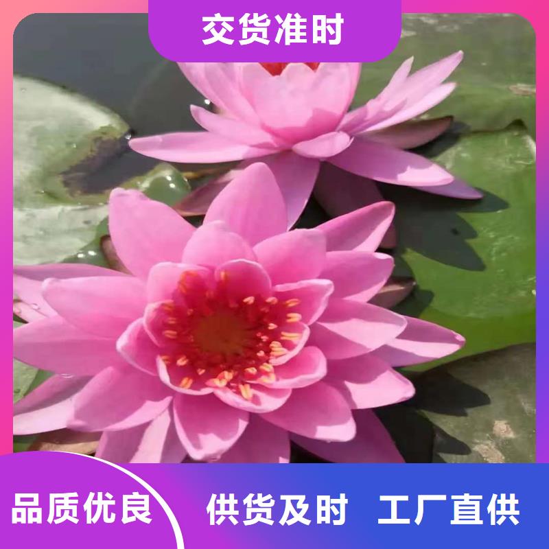 睡莲的花语和寓意服务至上