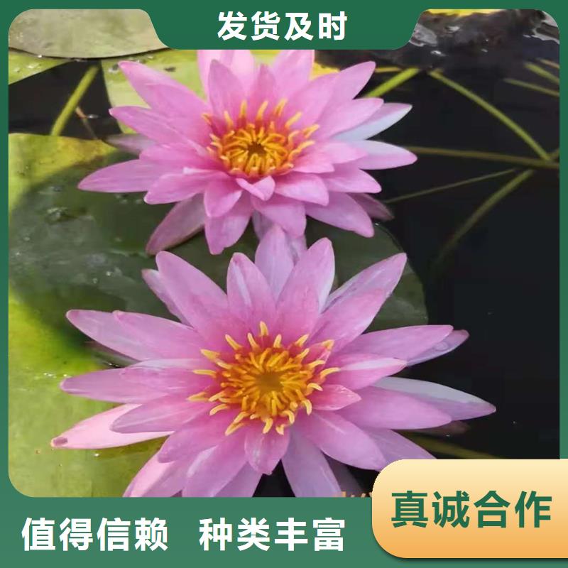 【图】睡莲苗批发