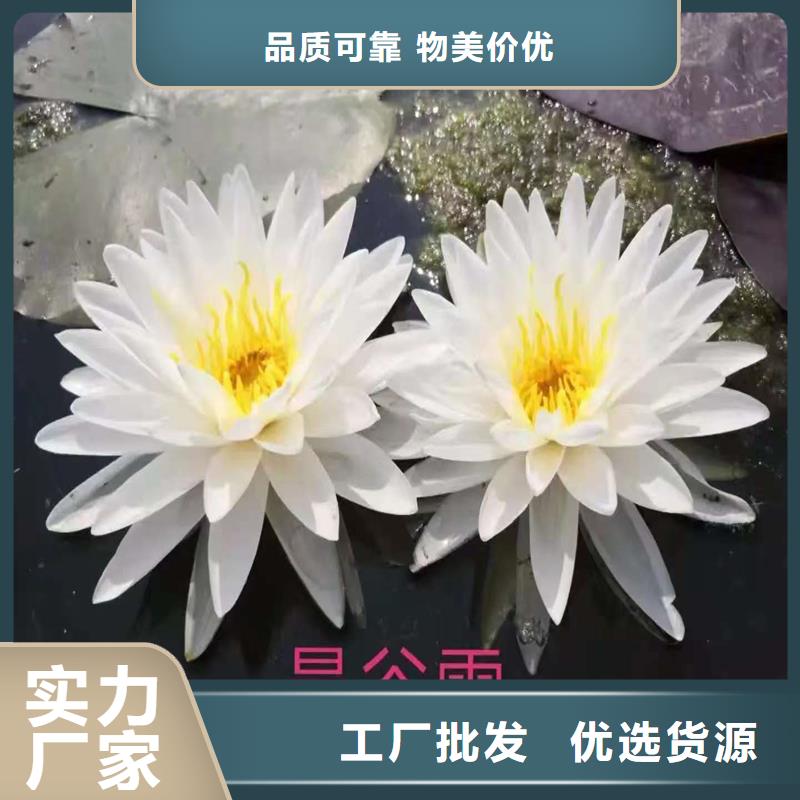 销售睡莲图片_诚信厂家