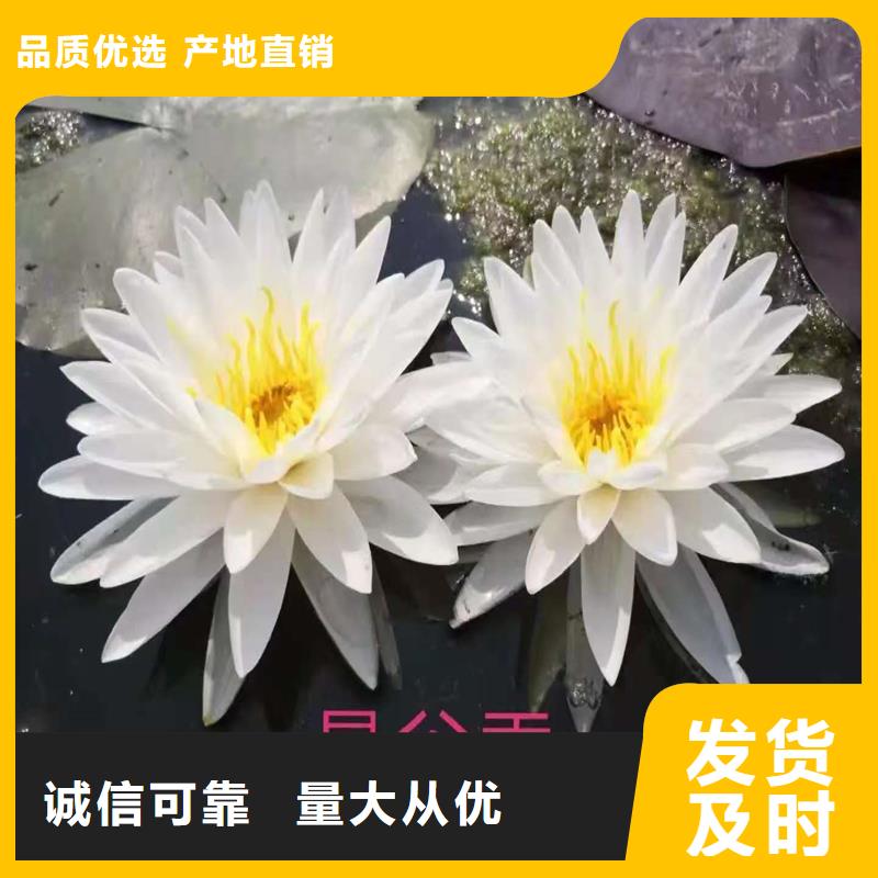 经验丰富的睡莲苗子睡莲的养殖方法和注意事项销售厂家