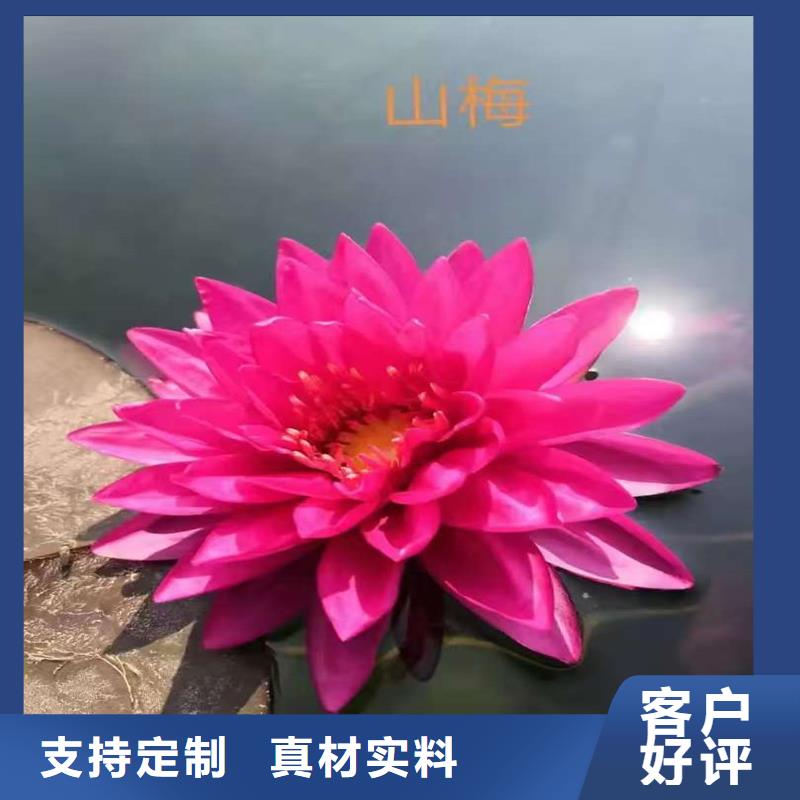 经验丰富的睡莲苗子睡莲的养殖方法和注意事项销售厂家