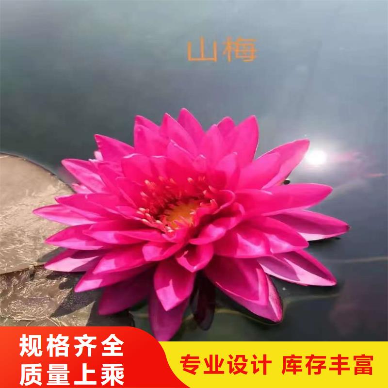 睡莲的花语和寓意常规货源充足