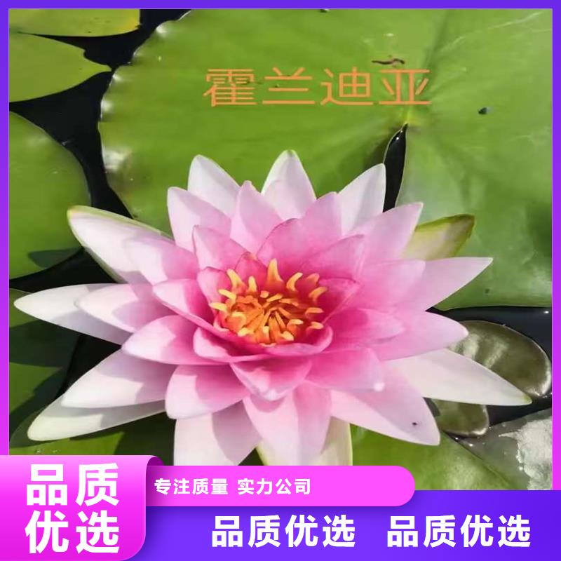 睡莲的花语和寓意常规货源充足