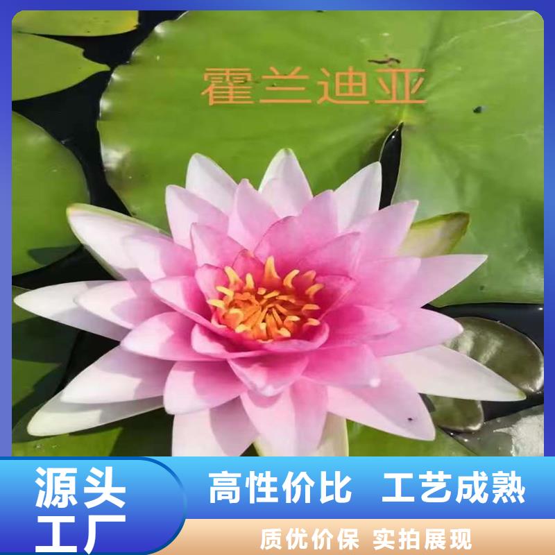 【图】睡莲苗批发