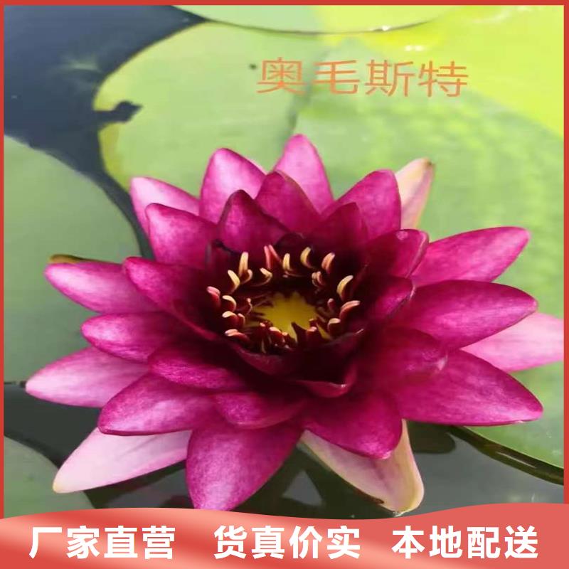卖睡莲苗的厂家