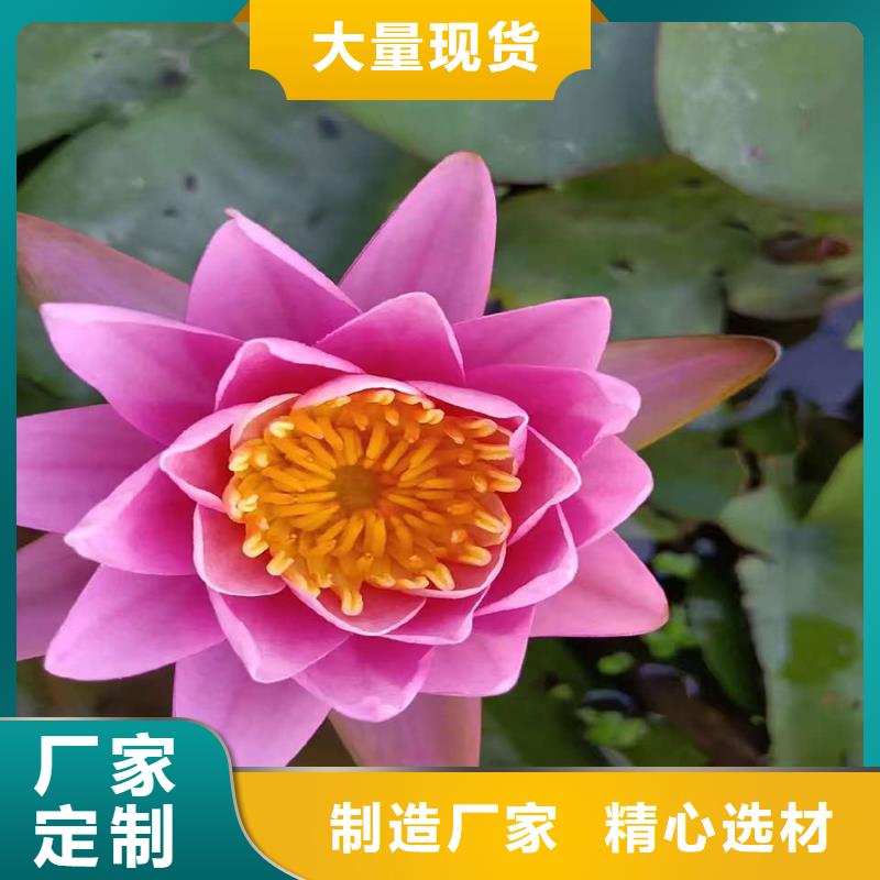 睡莲和荷花的区别、睡莲和荷花的区别生产厂家-库存充足