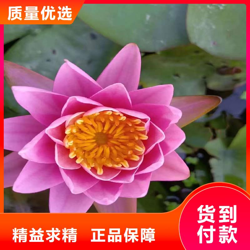 经验丰富的睡莲苗子睡莲的养殖方法和注意事项销售厂家