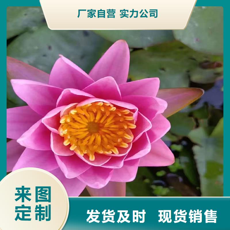 销售睡莲图片_诚信厂家