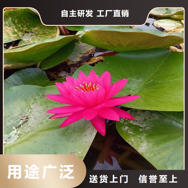 【图】睡莲苗批发