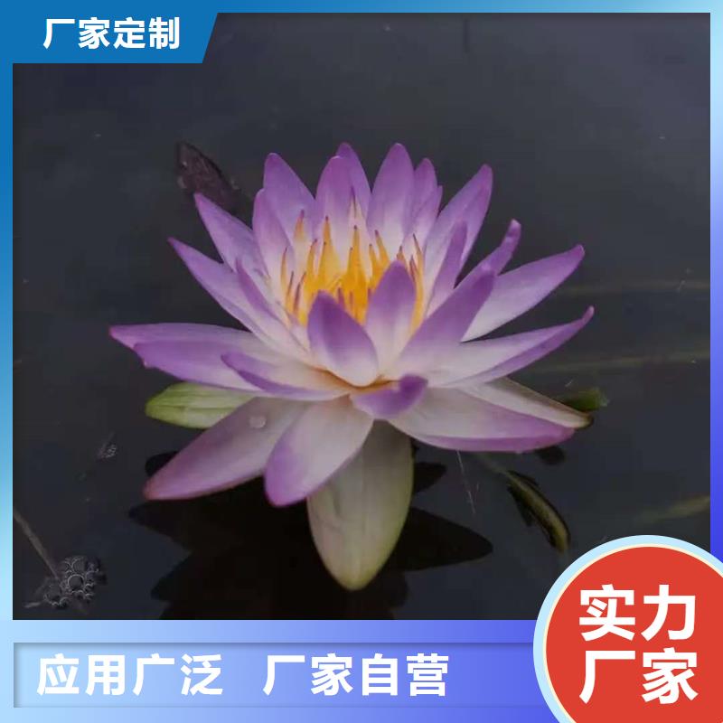 【图】睡莲苗批发