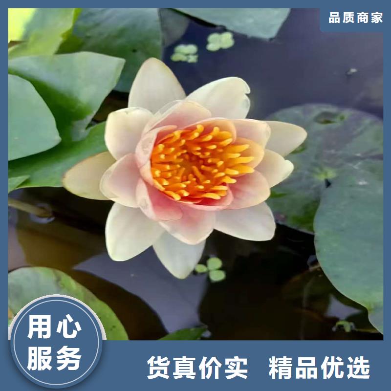 睡莲图片优质厂家