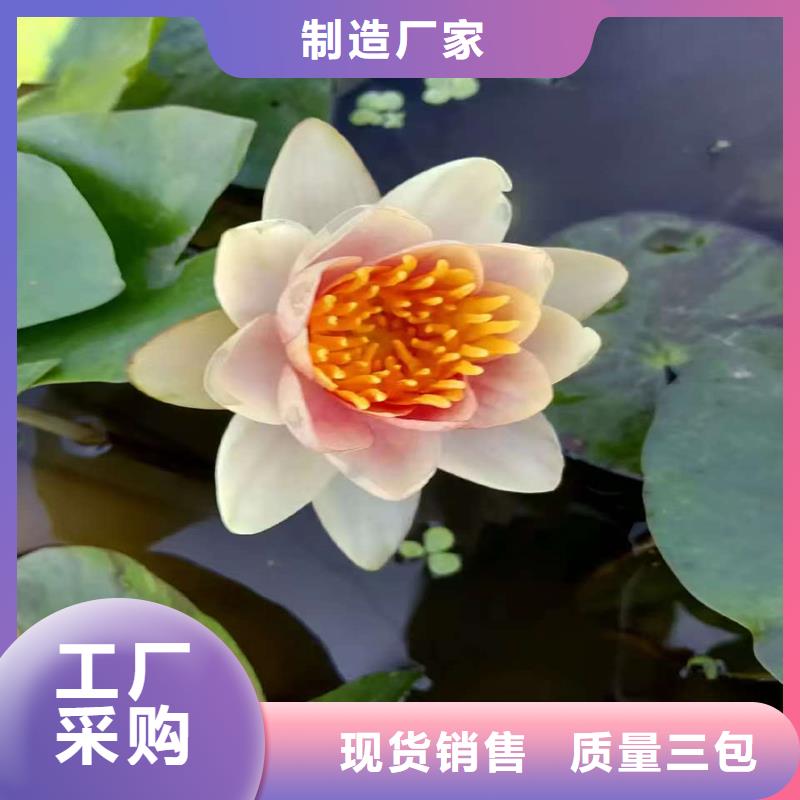 睡莲的花语和寓意厂家现货定做
