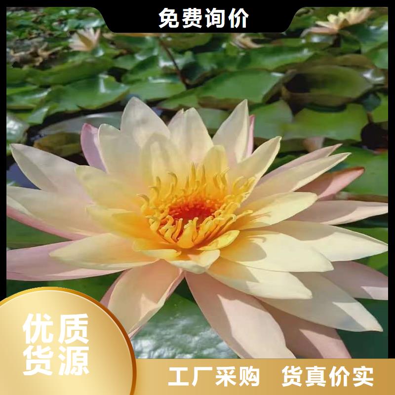 睡莲图片优质厂家