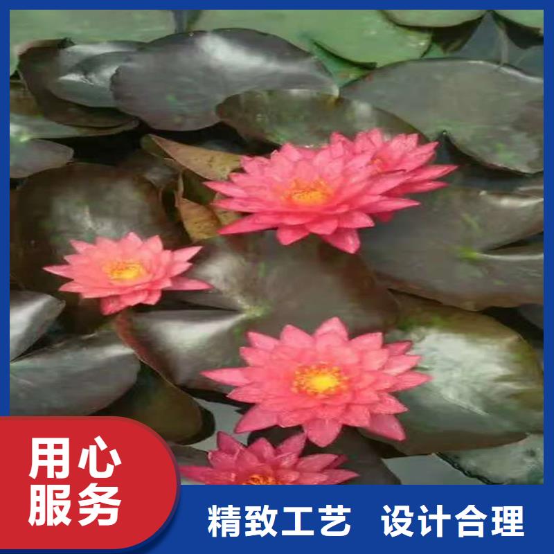睡莲的花语和寓意厂家现货定做