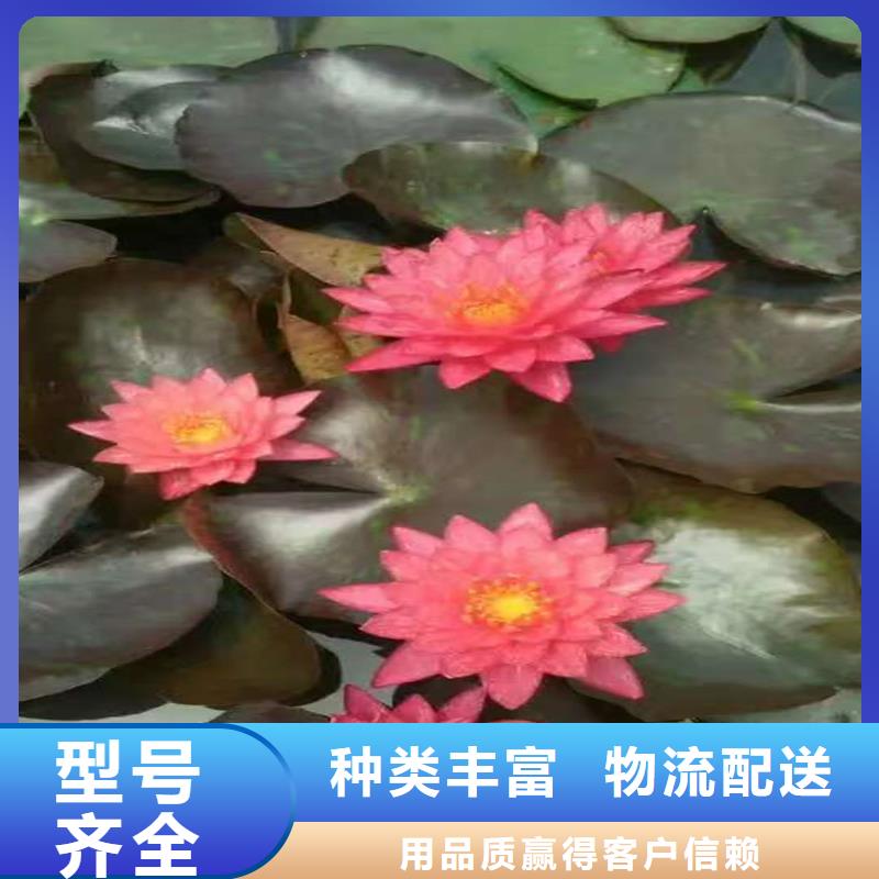 睡莲的花语和寓意服务至上